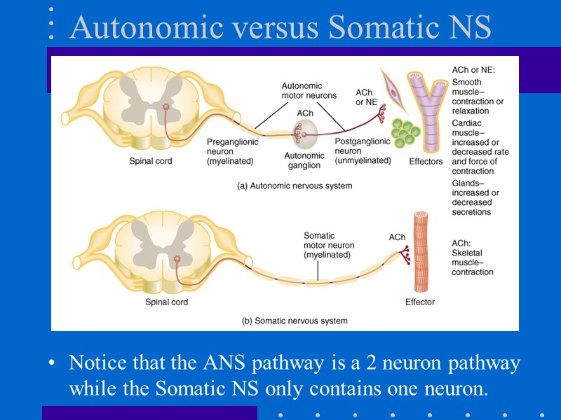 Autonomic versus Somatic NS Notice that the ANS pathway is a 2 neuron pathway